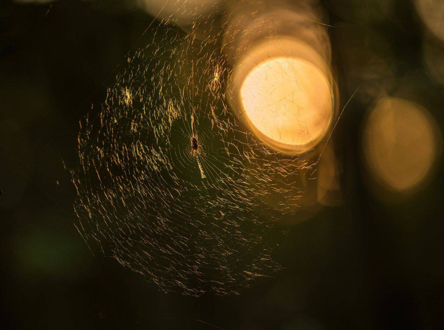 закат, солнце, паук, паутина, Галанзовская Оксана