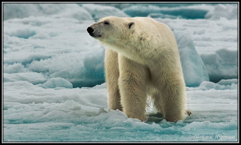 паралель 83  ПАРАЛЕЛЬ фото превью