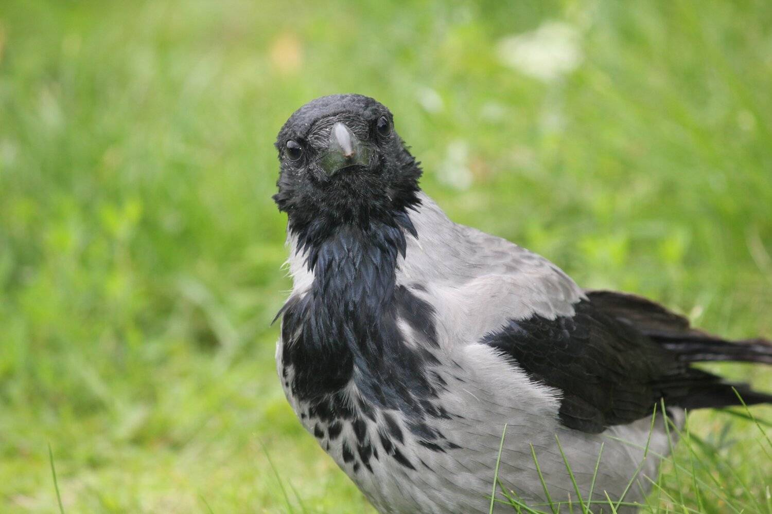 вороны, птицы, Влада Андрюнина