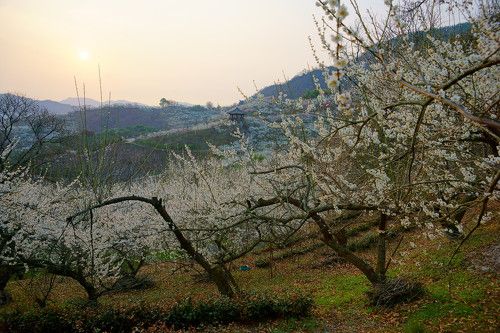 Morning of Gwangyang Plum Village