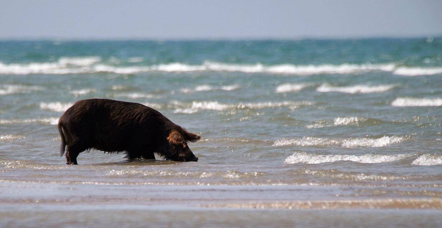 , Илья Бышнёв