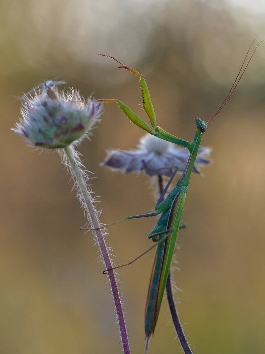 , Кузнецов Дмитрий