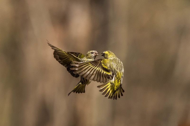 nikon, d7200 LOVE фото превью