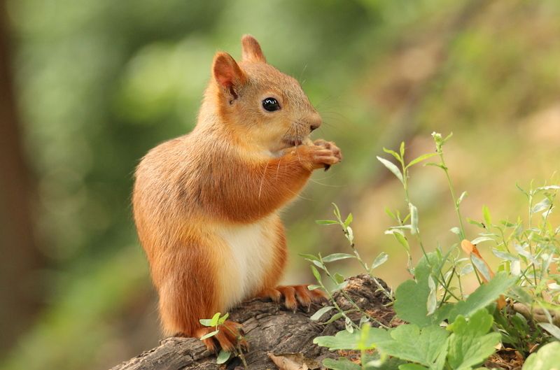 природа, парк, животные, белки Белки за обедом фото превью