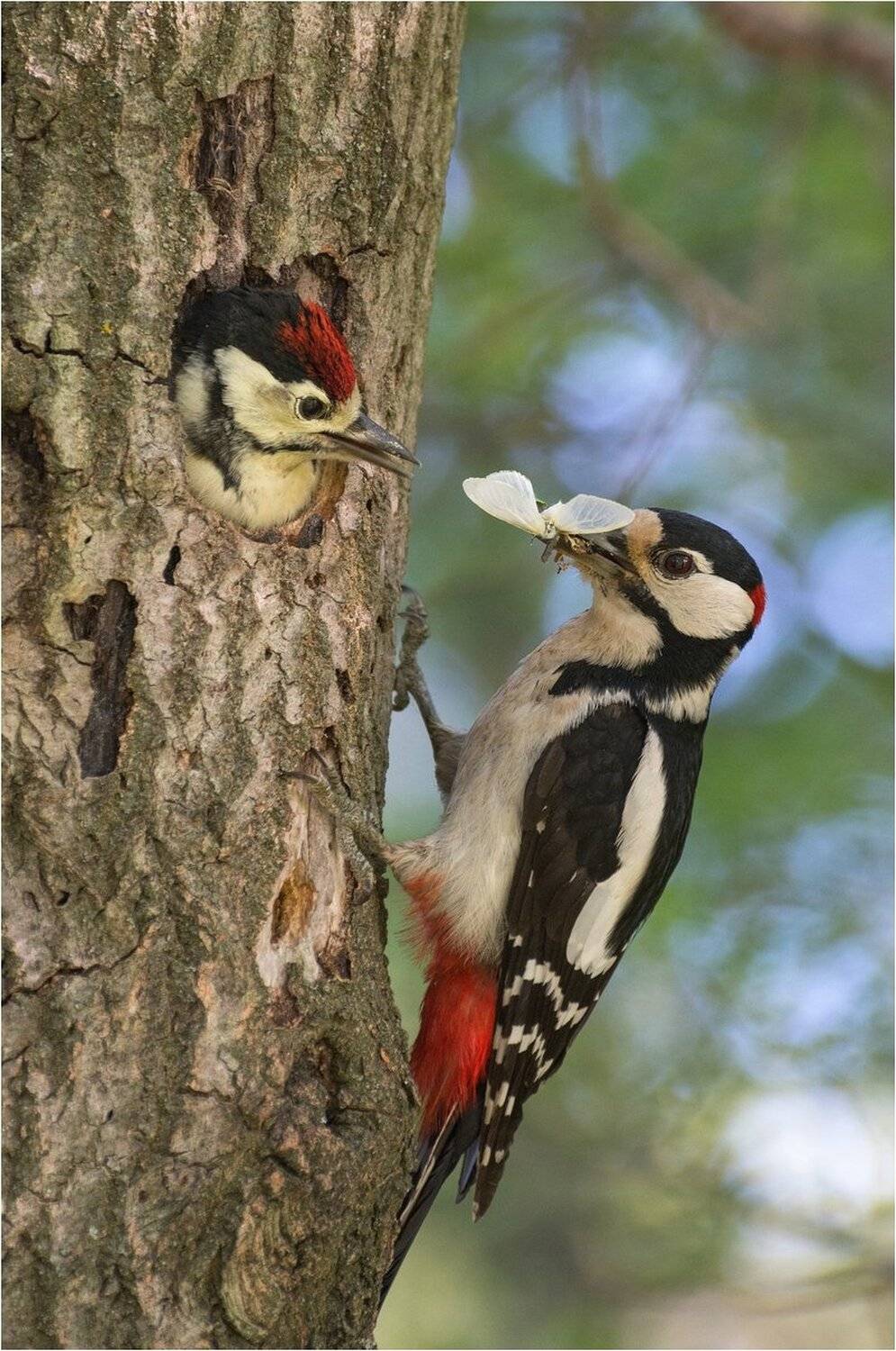 , Руслан Сигушин