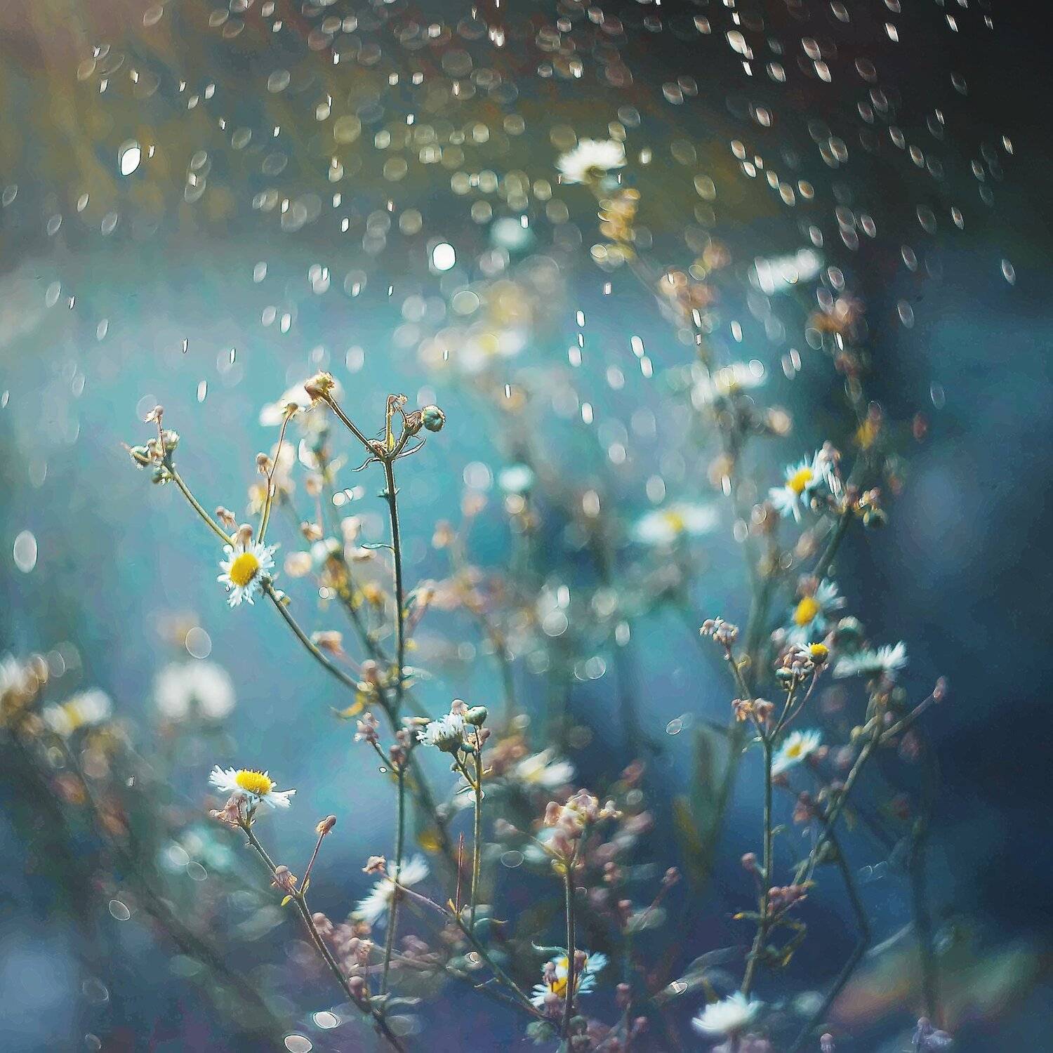 , Анастасия Колесникова