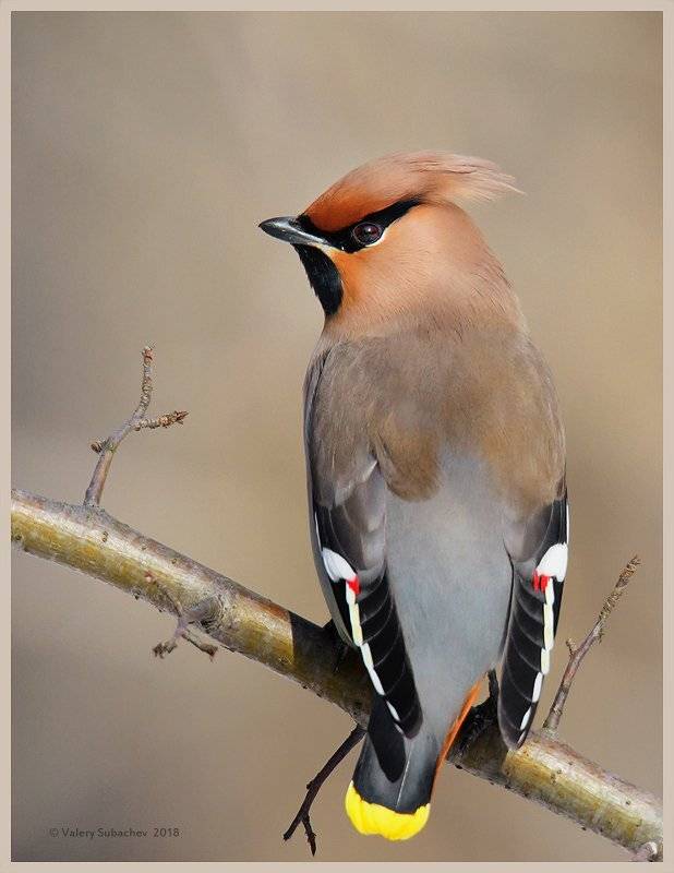 , Валерий Субачев
