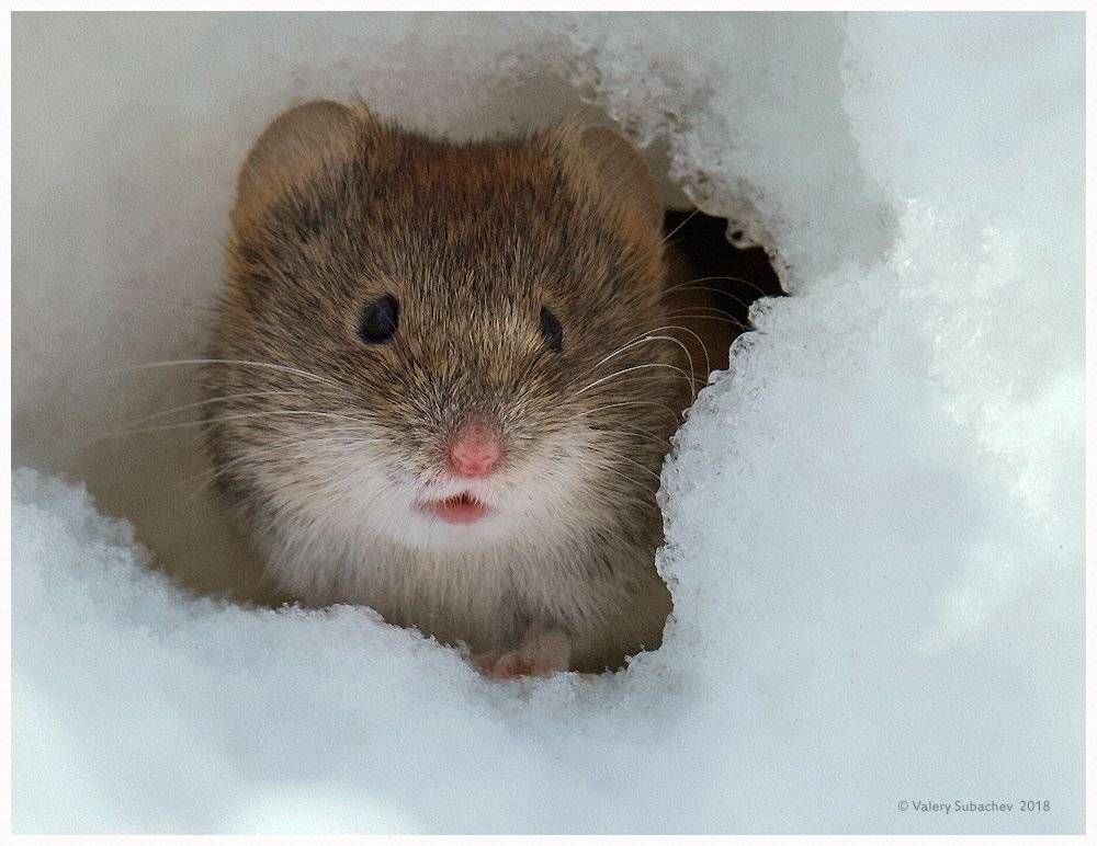 , Валерий Субачев