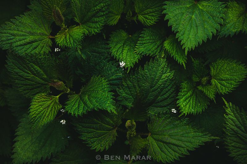 Stinging beauty фото превью