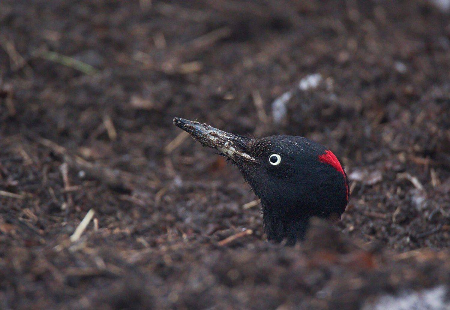 природа птицы желна, Каранов Николай