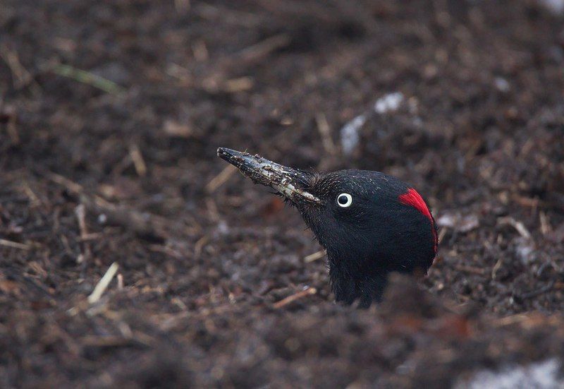 природа птицы желна Желна.Лакомится муровьями. фото превью