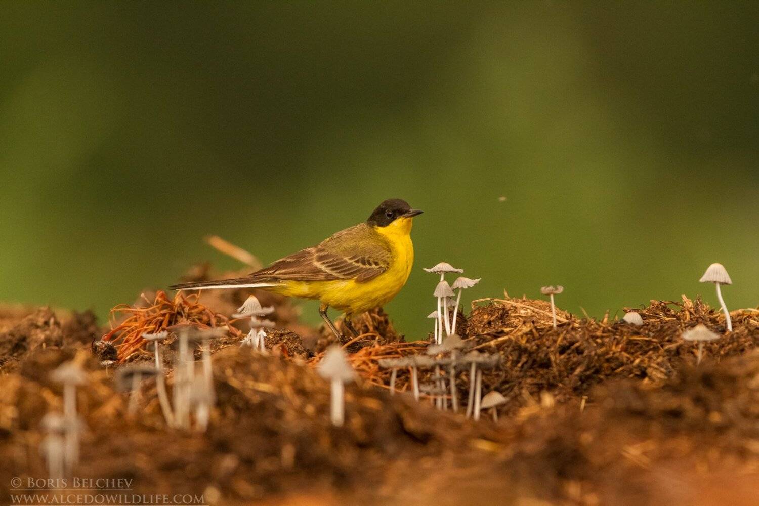 , Борис Белчев