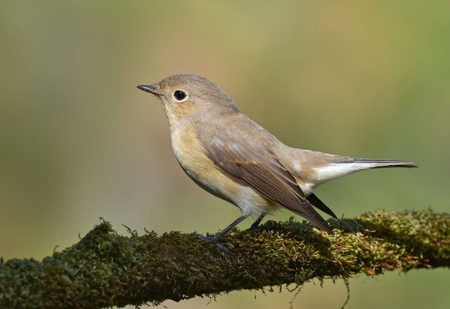 птица,малая мухоловка,бор, Иван