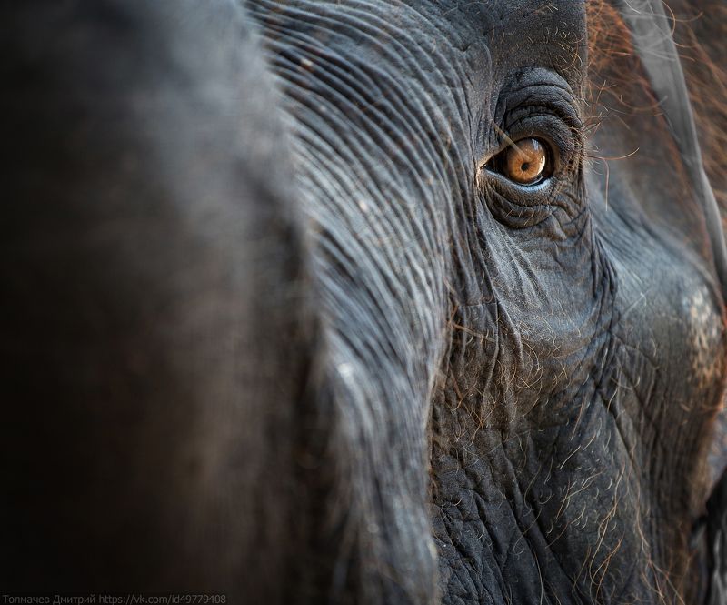 толмачев дмитрий, слон, путешествия *** фото превью