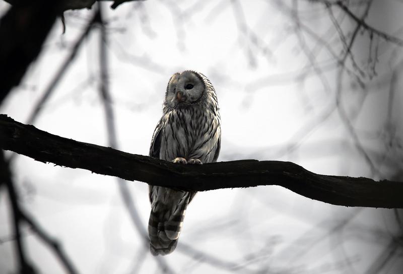 Длиннохвостая неясыть  фото превью