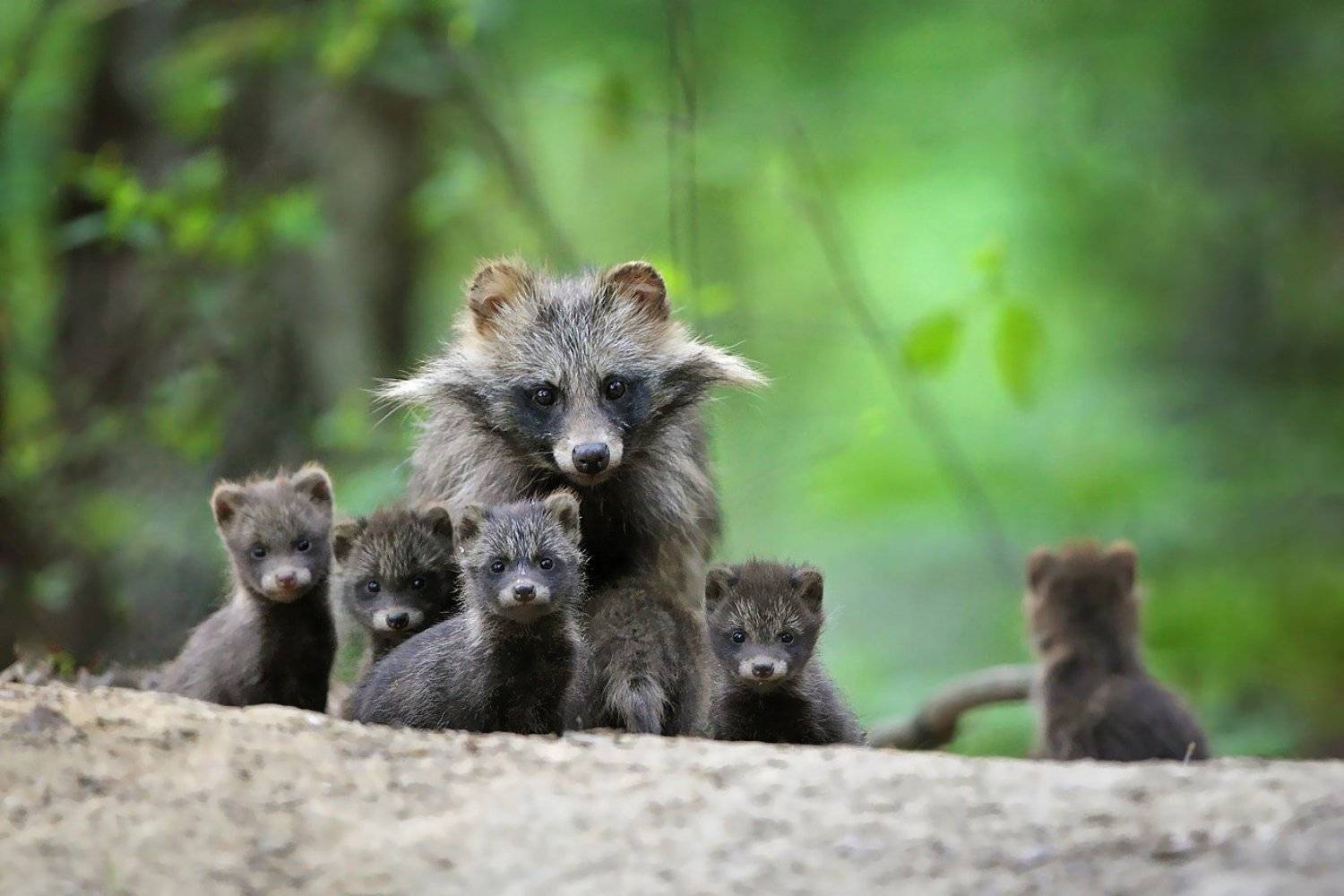 wildlife, woods, forest, Adam Fichna