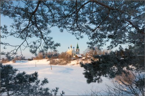 Среди сосновых веток