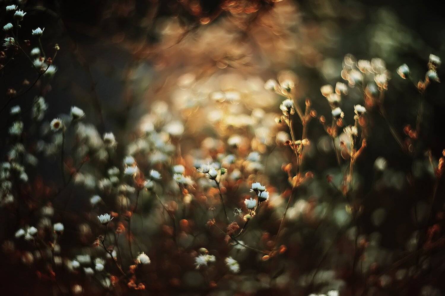 , Анастасия Колесникова