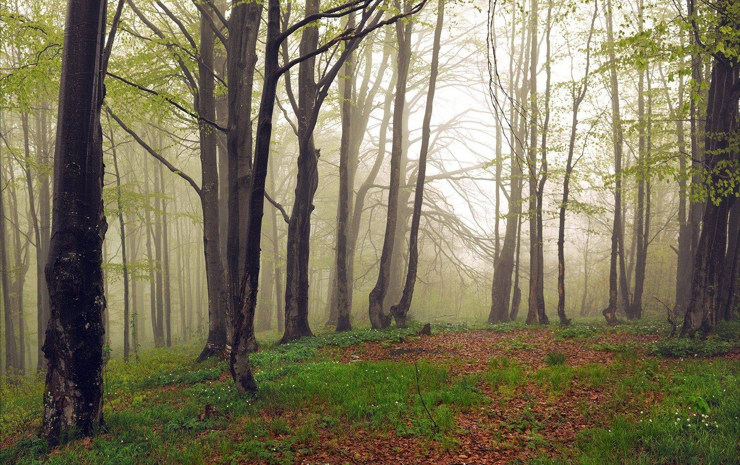 , Kantsyrenko Sergey