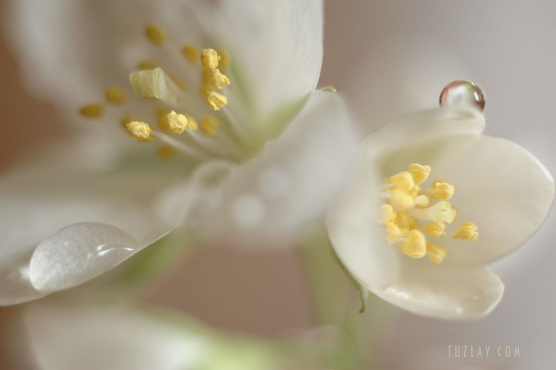 садовый жасмин, цветки жасмина, тычинки Элегантность тычинок фото превью