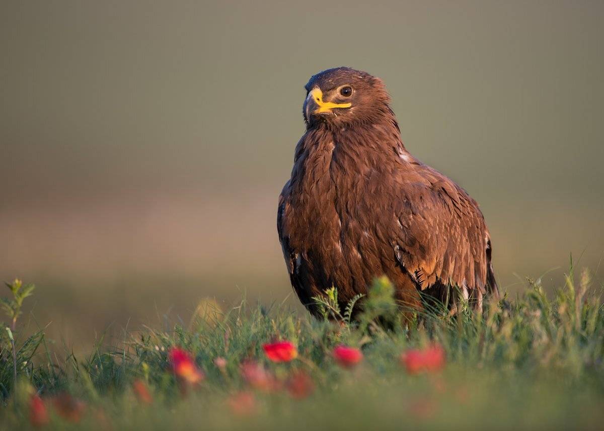 орел, Александр Маркелов