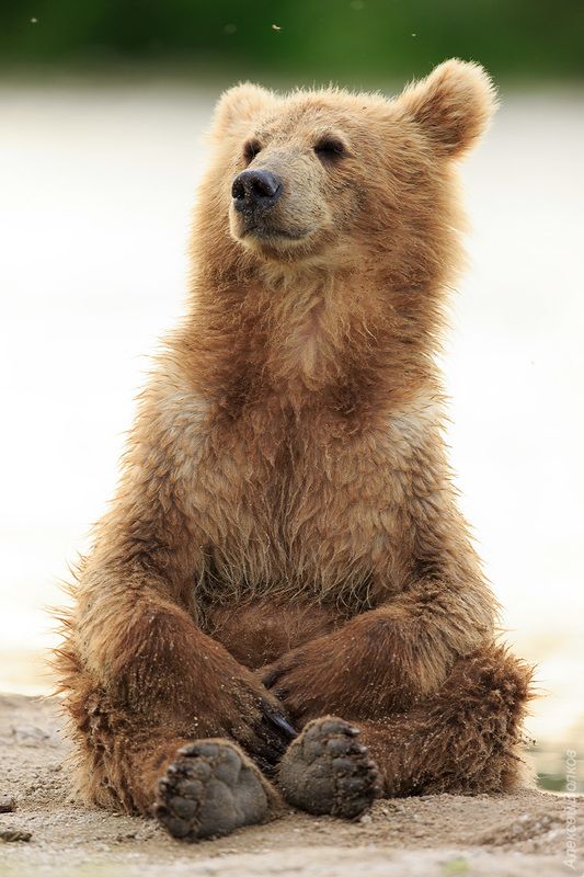 медведь, Камчатка Медитация фото превью