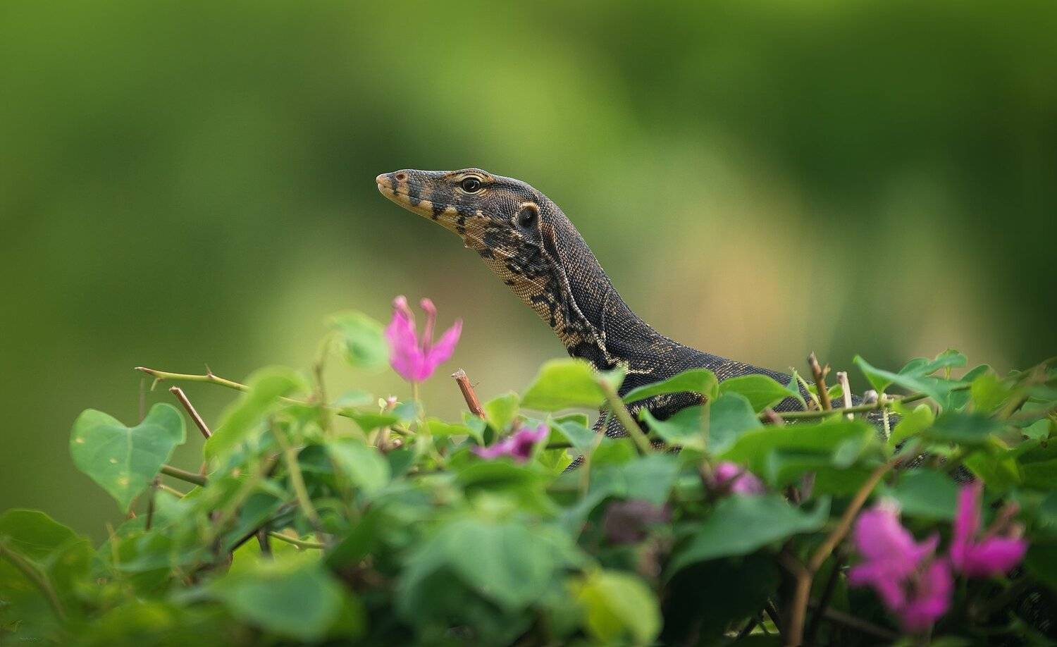 природа, животные, птицы, индонезия, Дмитрий Посевич