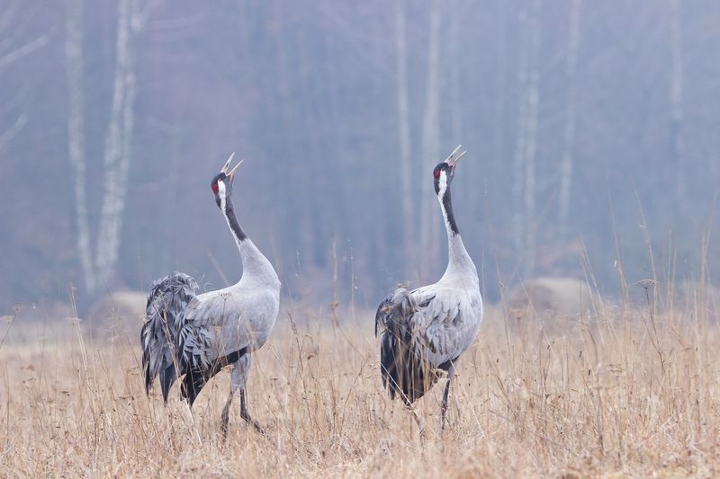Żuraw  (Grus grus) фото превью
