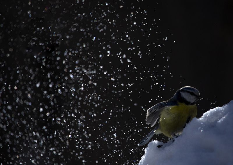 Снежный вальс фото превью