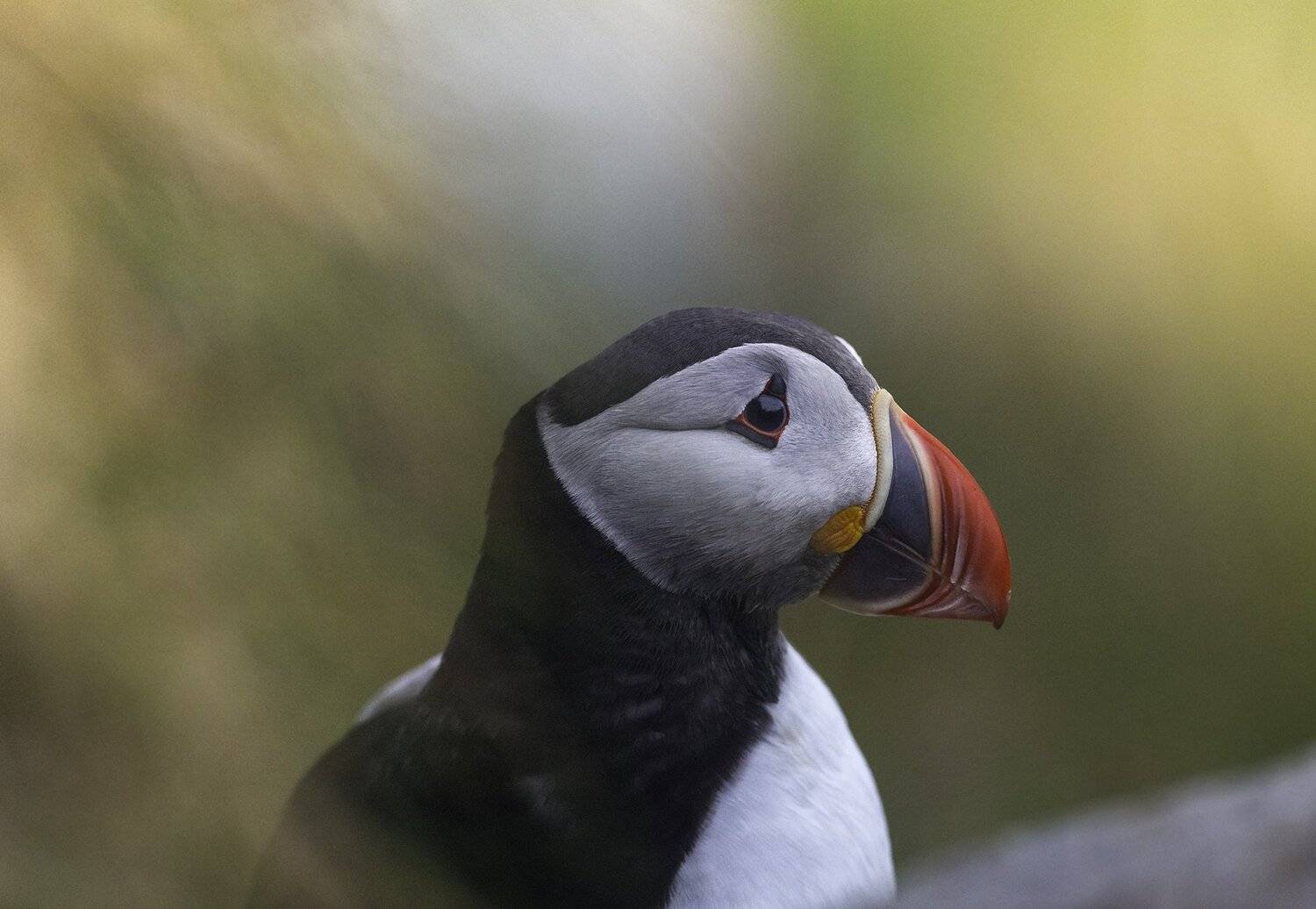 puffin, birds, runde, norway, animals,, Sylwia Grabinska