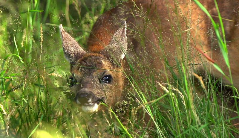 Ням-ням) фото превью