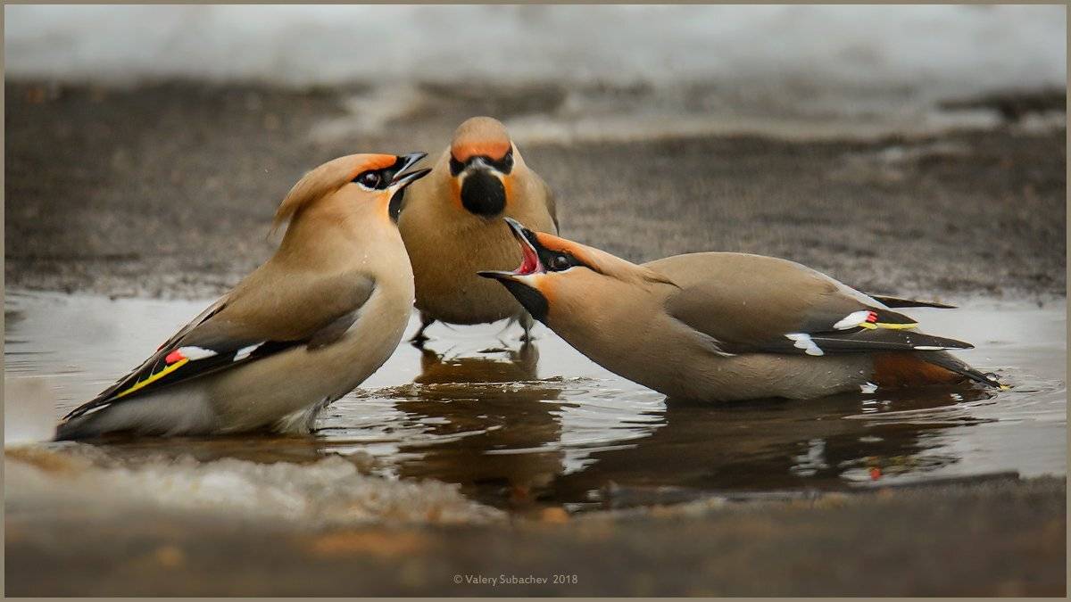 , Валерий Субачев