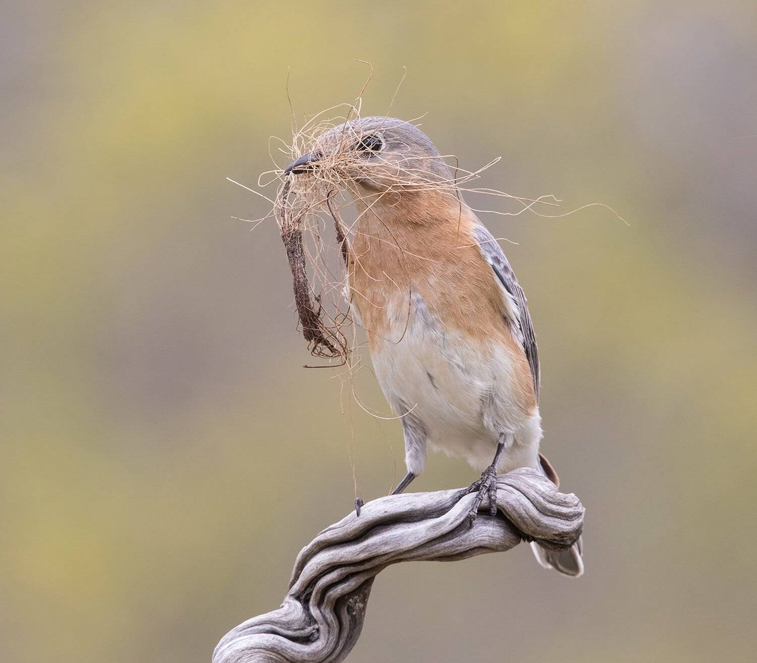 восточная сиалия, eastern bluebird, bluebird, Elizabeth Etkind