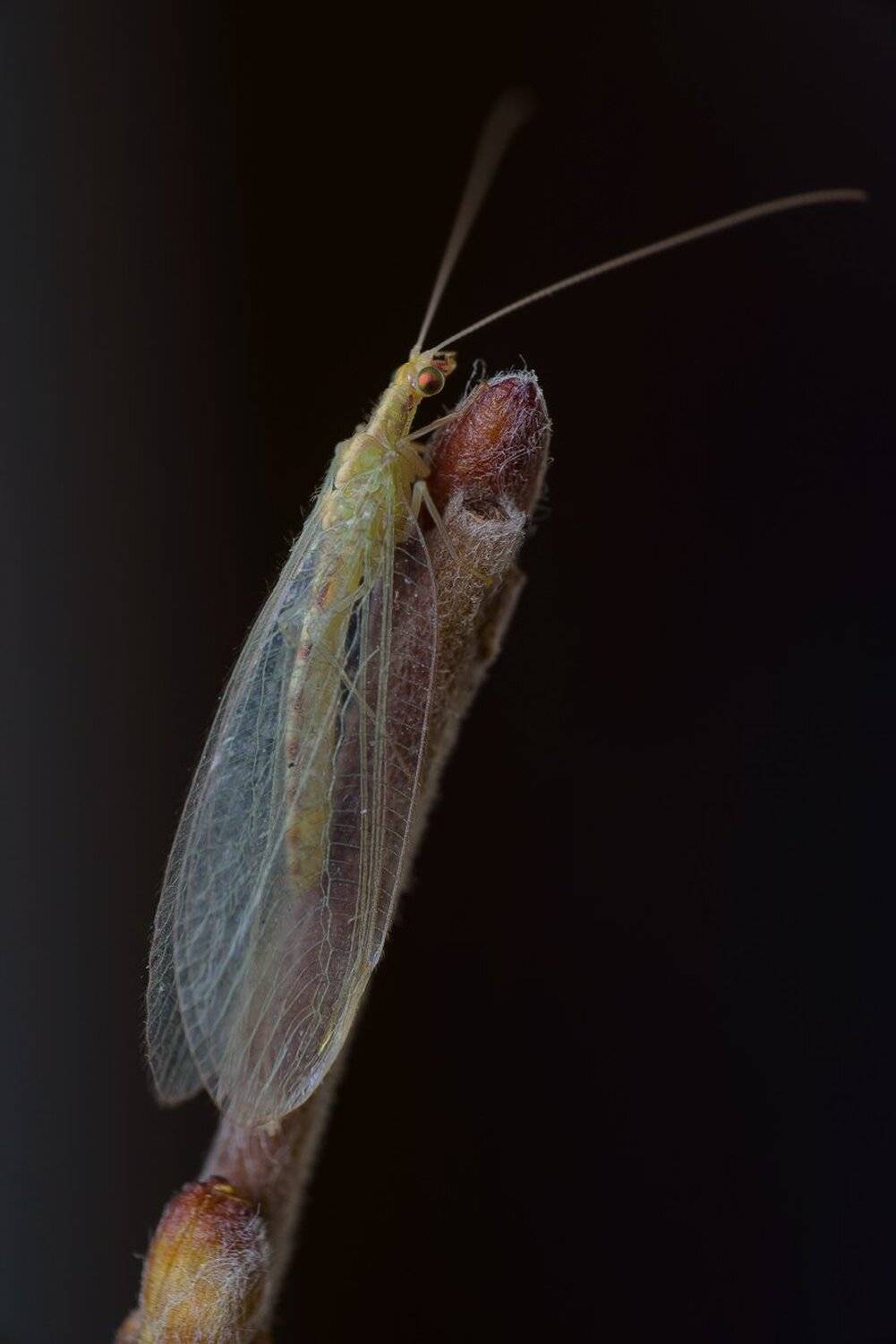 , Кузнецов Дмитрий