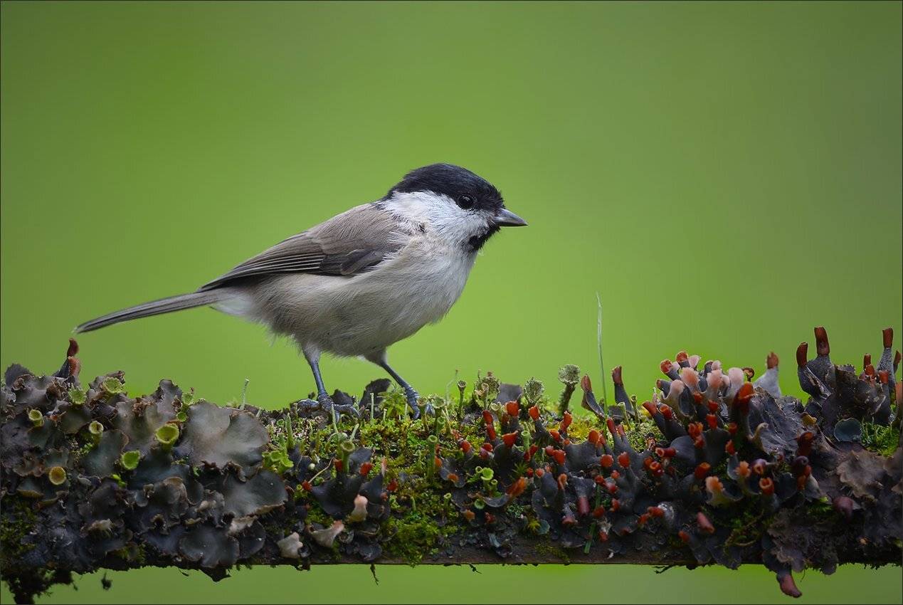 гаичка, Андрей Медведев