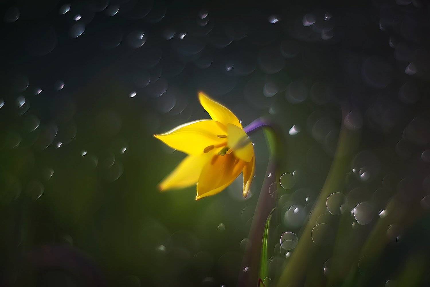 , Анастасия Колесникова