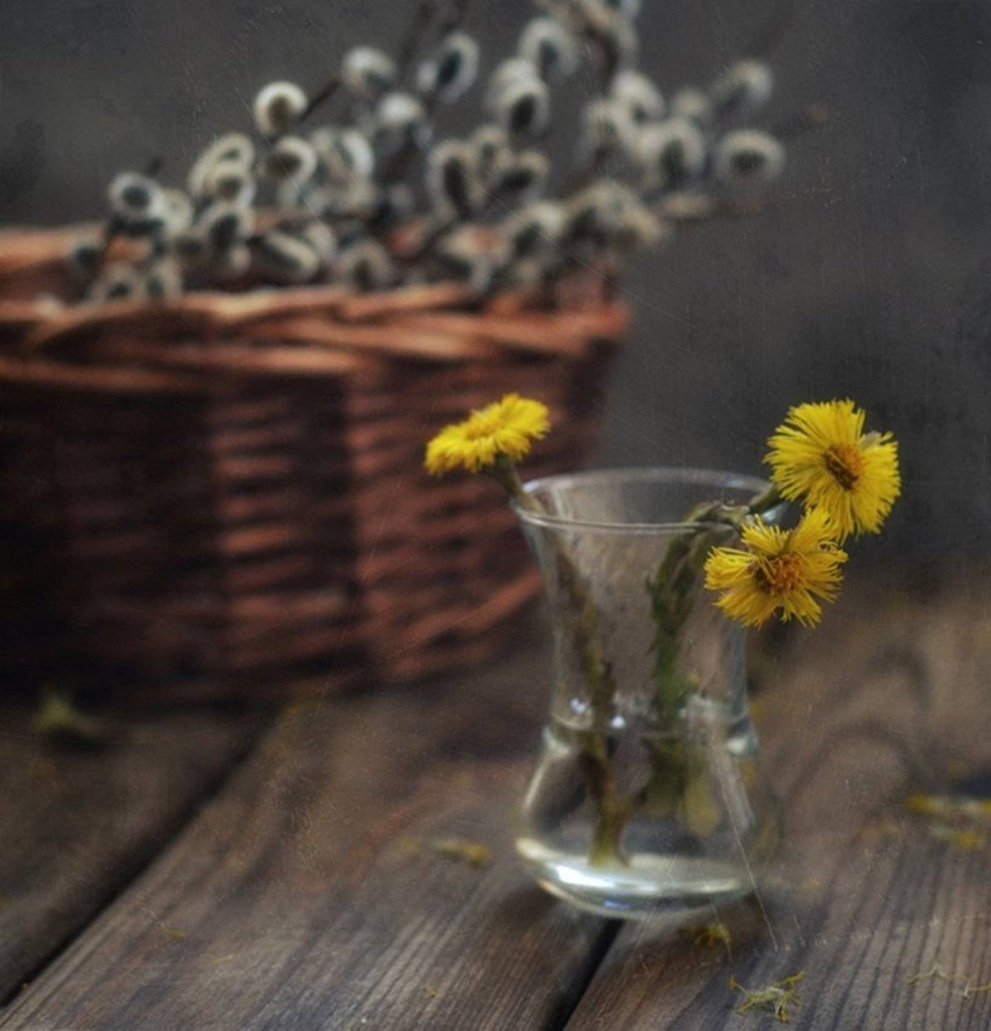 весна,верба,мать-мачеха, Наталия К