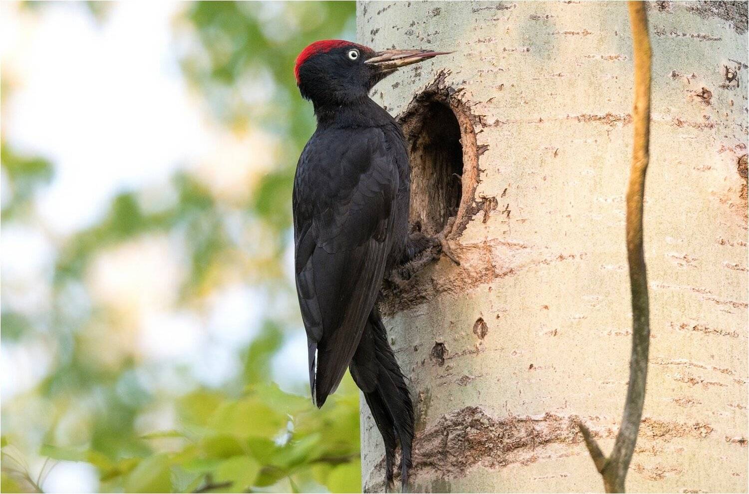 , Руслан Сигушин