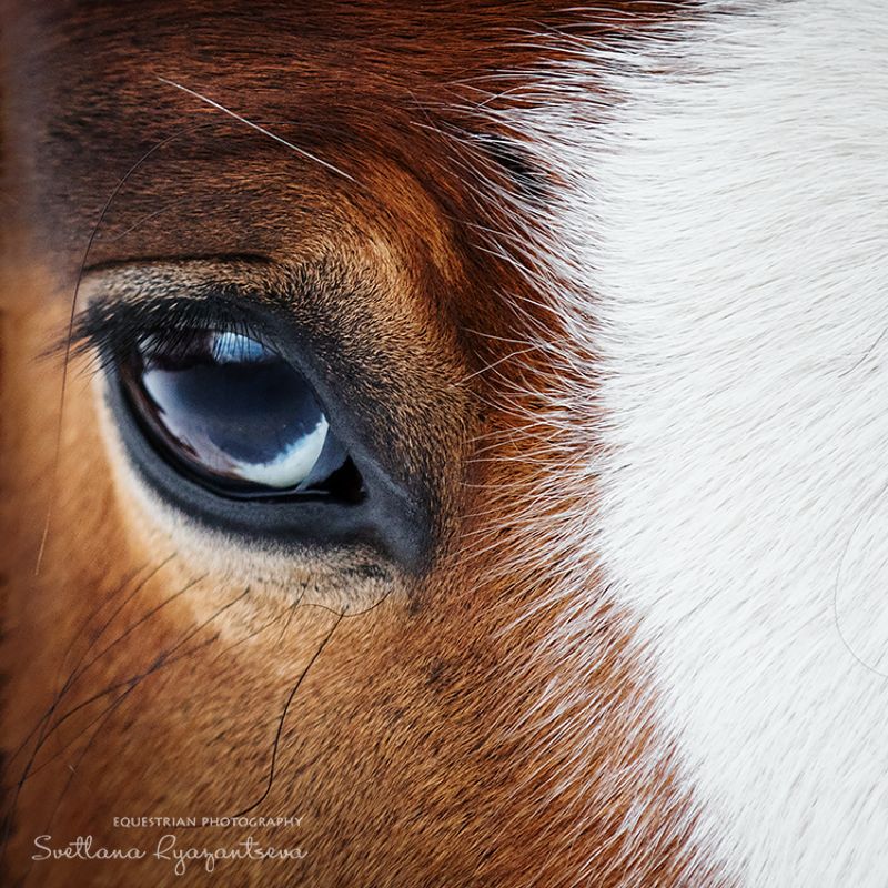 horse, лошадь, лошади, portrait отражение фото превью