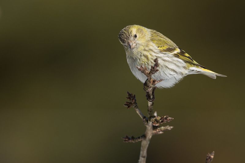 Весенние чижики фото превью