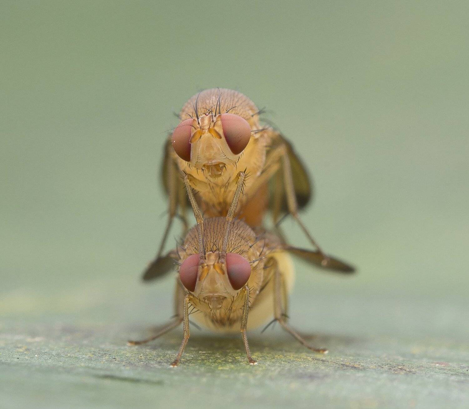 #macro#mating#colors#, Choo How Lim