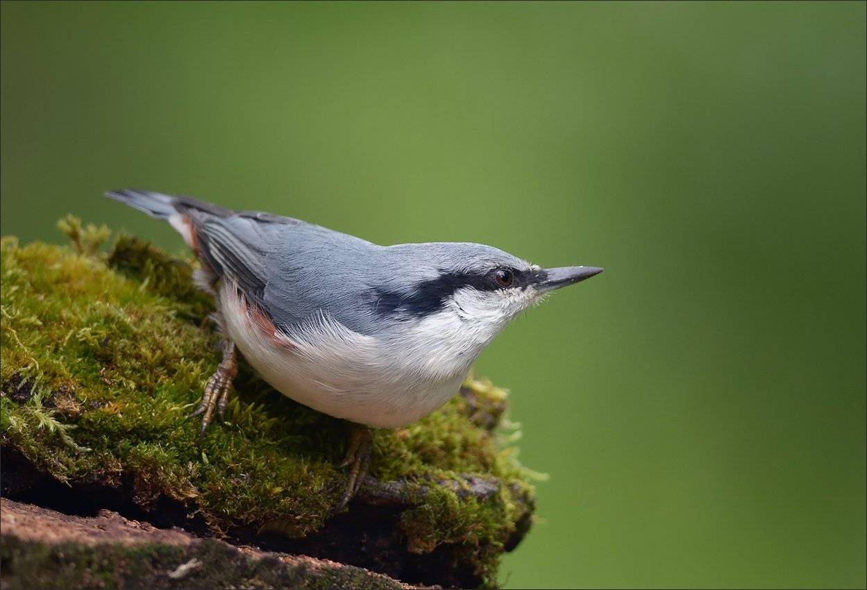 поползень, Андрей Медведев