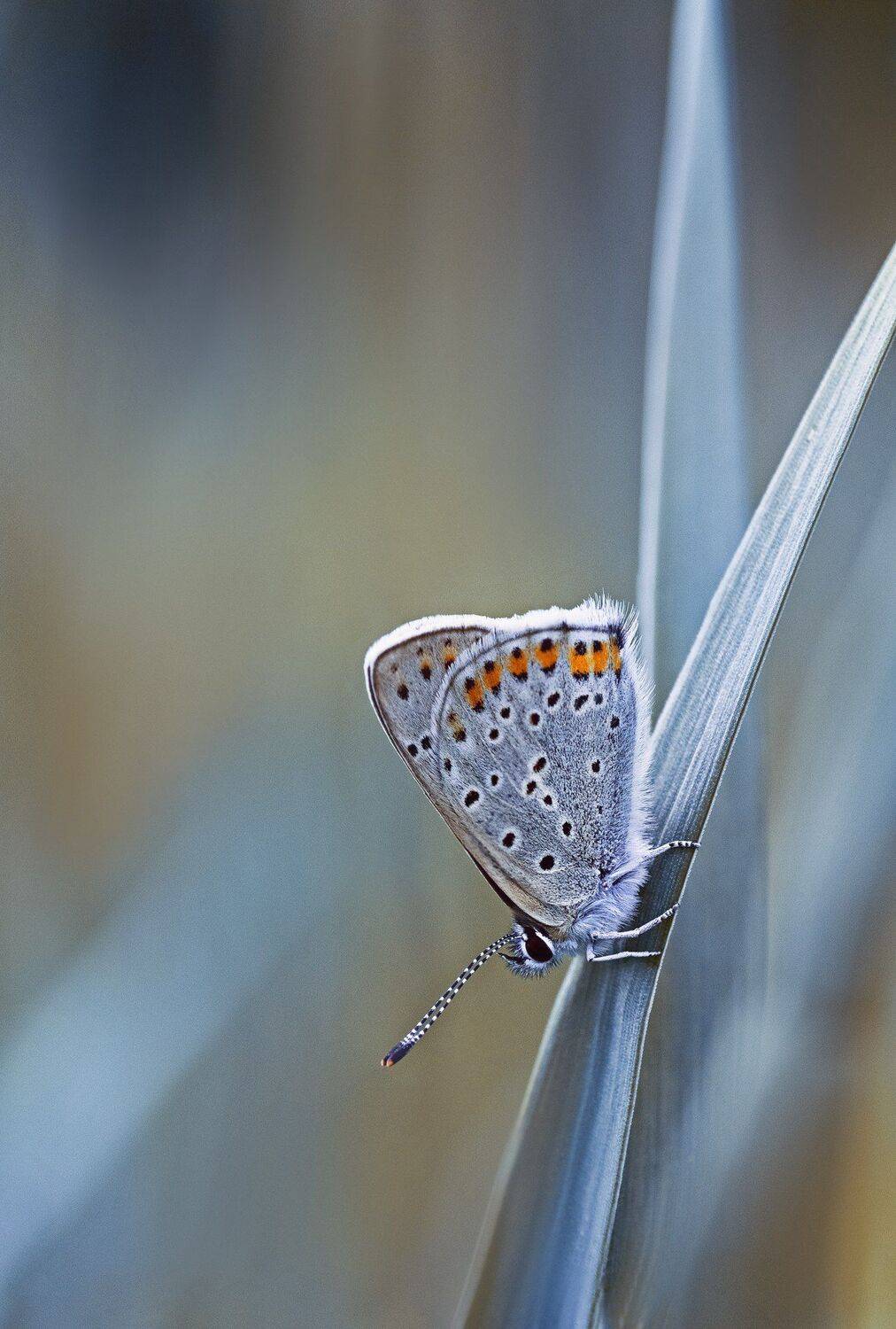 бабочка,жук,пчела,крылья,цвет,цветок,гриб,, Юрий Котов