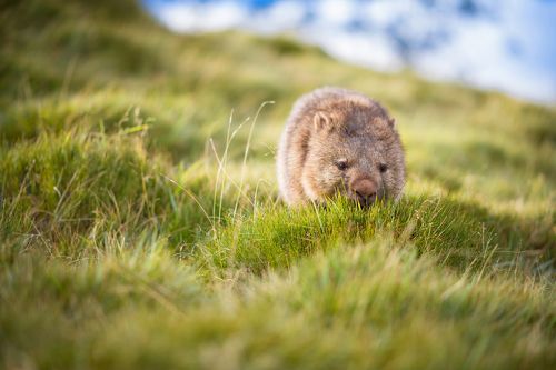 wombat