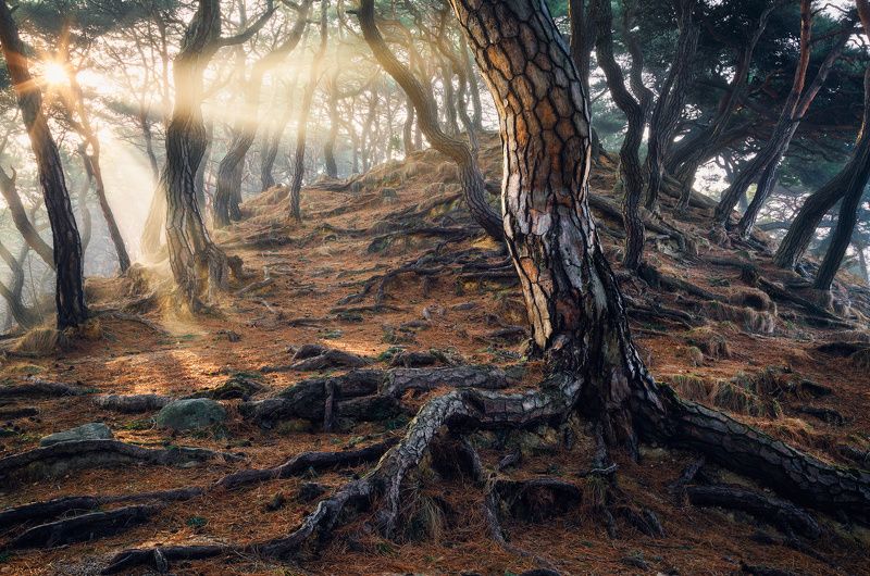 Roots of Time фото превью