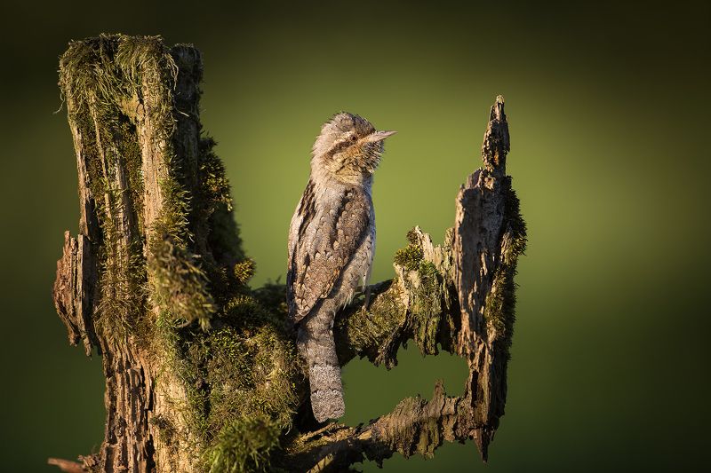 Lord Of The Lamb фото превью