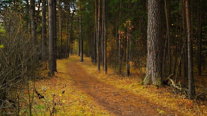 пейзаж,лес,тропинка,дорога,осень,лес,бор Лесная    тропинка ... фото превью