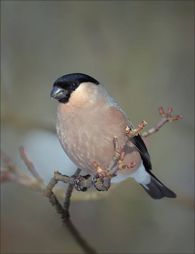 снегирь, Андрей Медведев