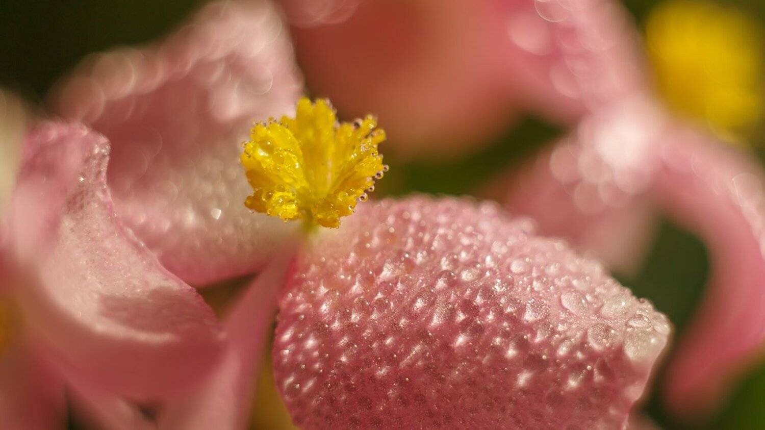 , Николай Андреев