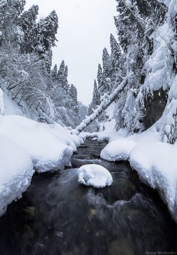 Стою в студеной и стыну